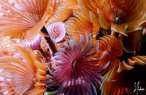 This image of Social Feather Dusters enjoy the clean and ... by Steven Anderson 